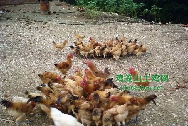 ԭ��̬����ɽɢ������