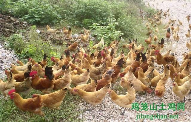 ũ��ɢ������